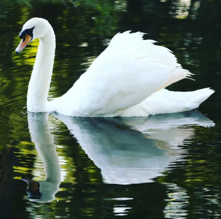 Black Swan Theory, Nassim Nicholas Taleb