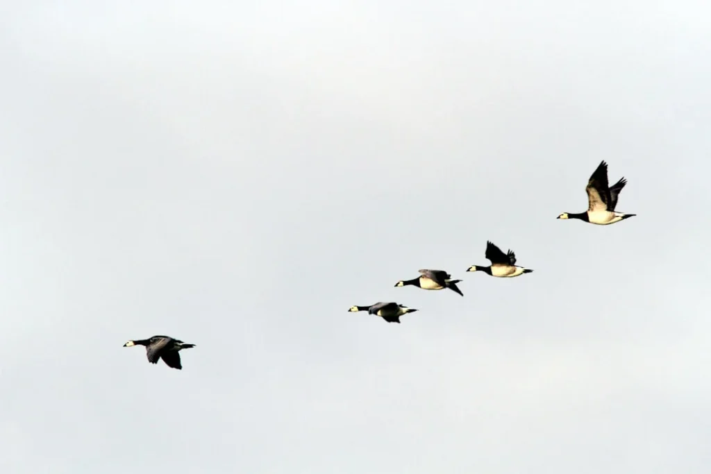 Flying Geese Paradigm, Kaname Akamatsu