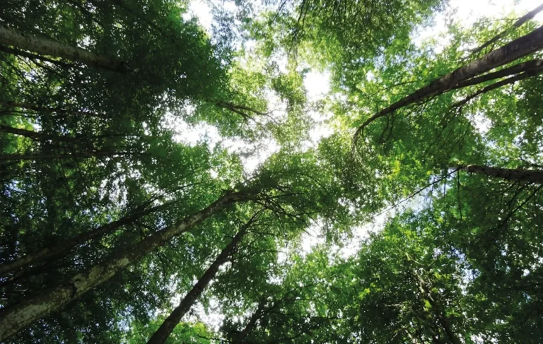 Framework Bisnis Berkelanjutan Berbasis Esg Lingkungan