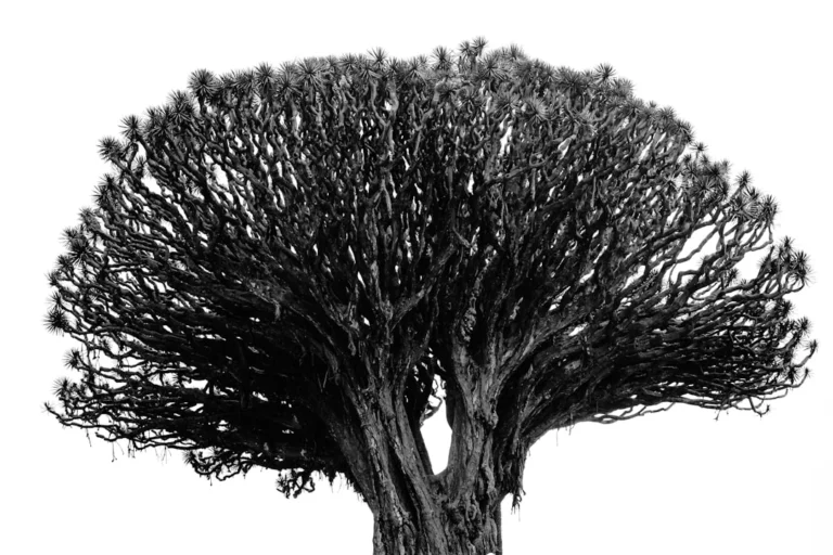 Issue Tree Analysis