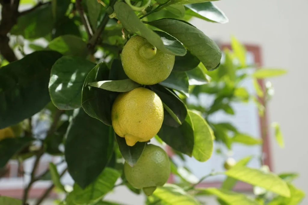 Market For Lemons / Asymmetric Information, George Akerlof