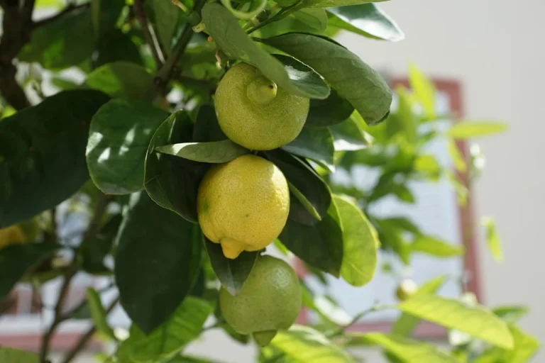 Market For Lemons / Asymmetric Information, George Akerlof